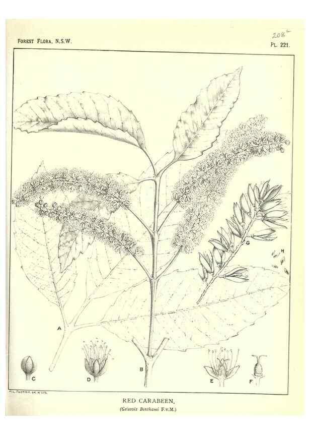 Reproducción/Reproduction 39966175253: The forest flora of New South Wales /. Sydney :W. A. Gullick,1902-1925.. 