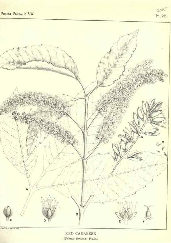 Reproducción/Reproduction 39966175253: The forest flora of New South Wales /. Sydney :W. A. Gullick,1902-1925.. 