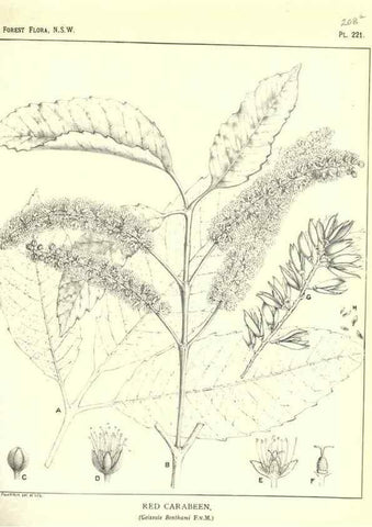 Reproducción/Reproduction 39966175253: The forest flora of New South Wales /. Sydney :W. A. Gullick,1902-1925.. 