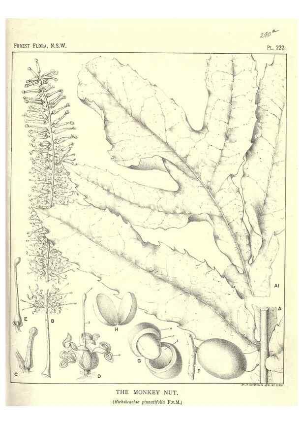 Reproducción/Reproduction 31989659597: The forest flora of New South Wales /. Sydney :W. A. Gullick,1902-1925.. 