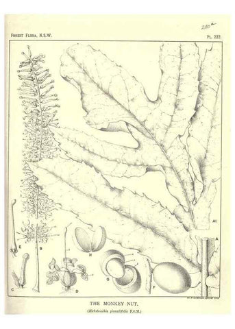 Reproducción/Reproduction 31989659597: The forest flora of New South Wales /. Sydney :W. A. Gullick,1902-1925.. 