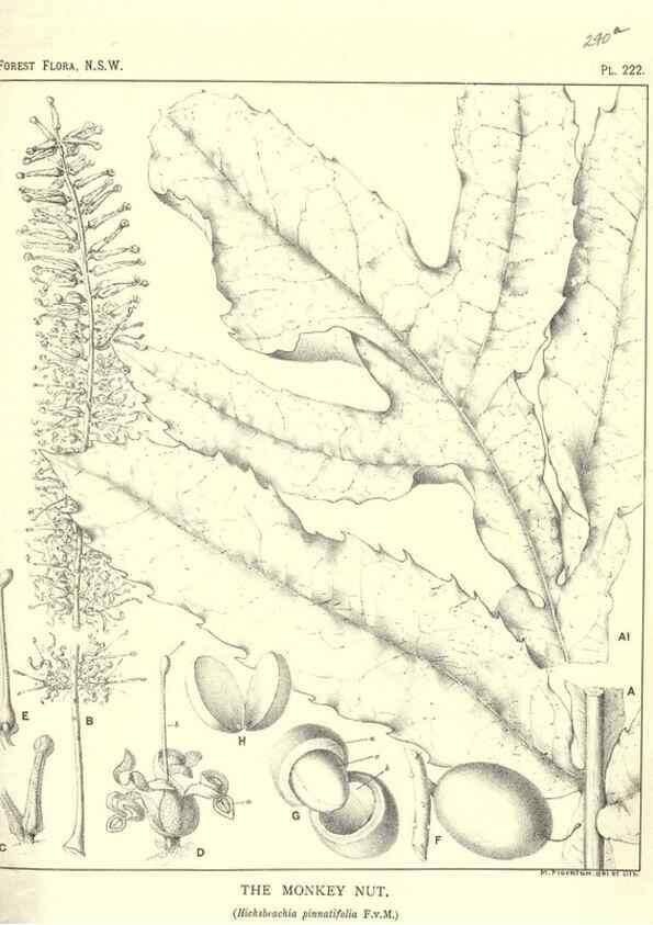 Reproducción/Reproduction 31989659597: The forest flora of New South Wales /. Sydney :W. A. Gullick,1902-1925.. 