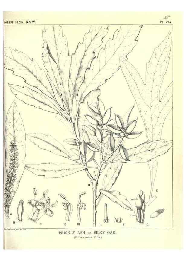 Reproducción/Reproduction 39966171243: The forest flora of New South Wales /. Sydney :W. A. Gullick,1902-1925.. 