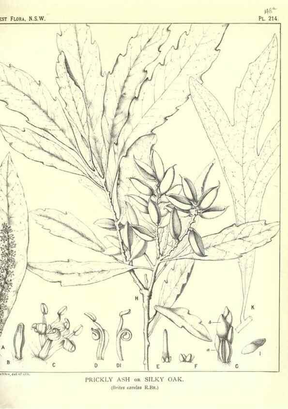 Reproducción/Reproduction 39966171243: The forest flora of New South Wales /. Sydney :W. A. Gullick,1902-1925.. 