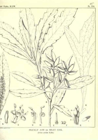 Reproducción/Reproduction 39966171243: The forest flora of New South Wales /. Sydney :W. A. Gullick,1902-1925.. 