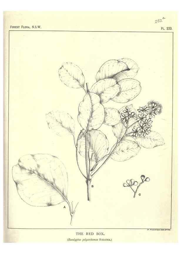 Reproducción/Reproduction 46930649621: The forest flora of New South Wales /. Sydney :W. A. Gullick,1902-1925.. 