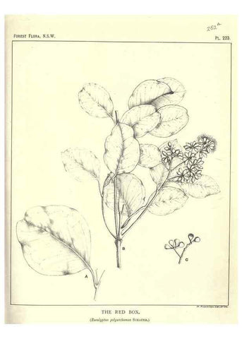 Reproducción/Reproduction 46930649621: The forest flora of New South Wales /. Sydney :W. A. Gullick,1902-1925.. 