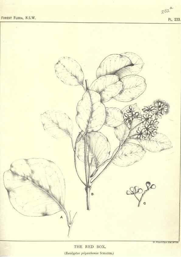 Reproducción/Reproduction 46930649621: The forest flora of New South Wales /. Sydney :W. A. Gullick,1902-1925.. 