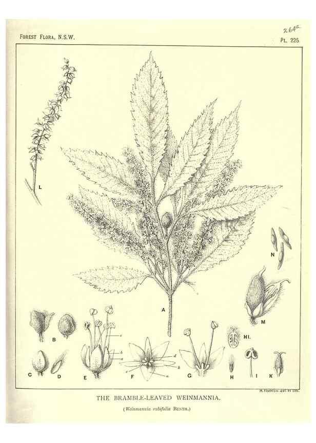 Reproducción/Reproduction 46878449032: The forest flora of New South Wales /. Sydney :W. A. Gullick,1902-1925.. 