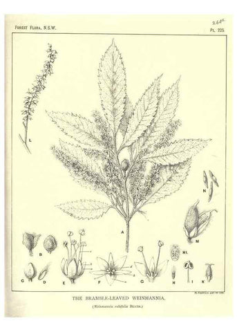 Reproducción/Reproduction 46878449032: The forest flora of New South Wales /. Sydney :W. A. Gullick,1902-1925.. 