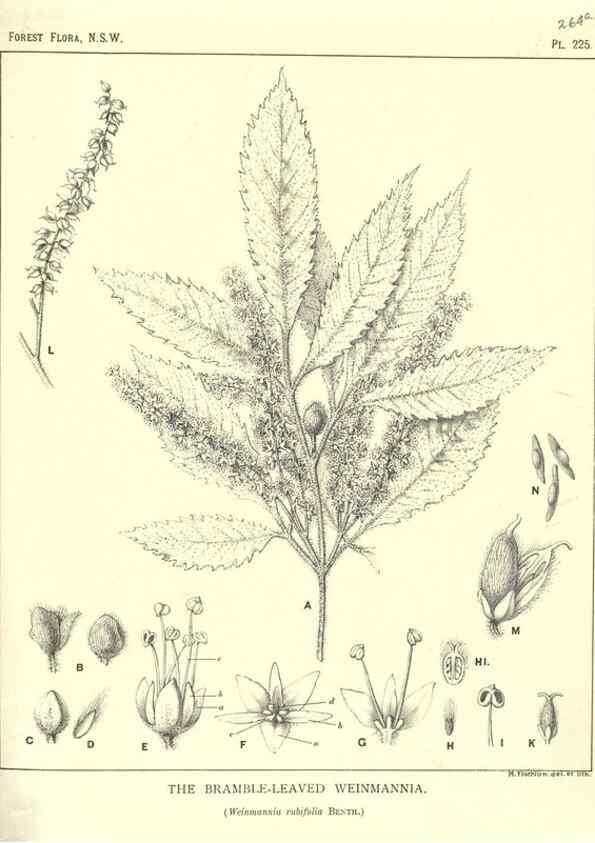 Reproducción/Reproduction 46878449032: The forest flora of New South Wales /. Sydney :W. A. Gullick,1902-1925.. 