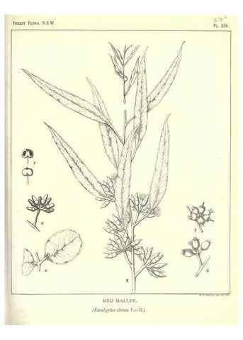 Reproducción/Reproduction 39966178013: The forest flora of New South Wales /. Sydney :W. A. Gullick,1902-1925.. 