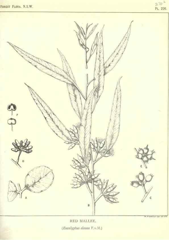 Reproducción/Reproduction 39966178013: The forest flora of New South Wales /. Sydney :W. A. Gullick,1902-1925.. 
