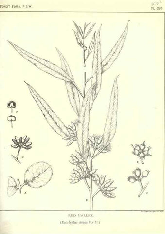 Reproducción/Reproduction 39966178013: The forest flora of New South Wales /. Sydney :W. A. Gullick,1902-1925.. 