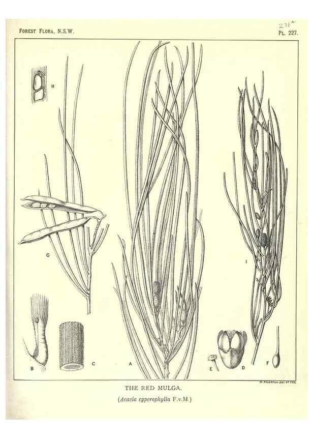 Reproducción/Reproduction 46016620675: The forest flora of New South Wales /. Sydney :W. A. Gullick,1902-1925.. 