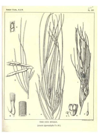 Reproducción/Reproduction 46016620675: The forest flora of New South Wales /. Sydney :W. A. Gullick,1902-1925.. 