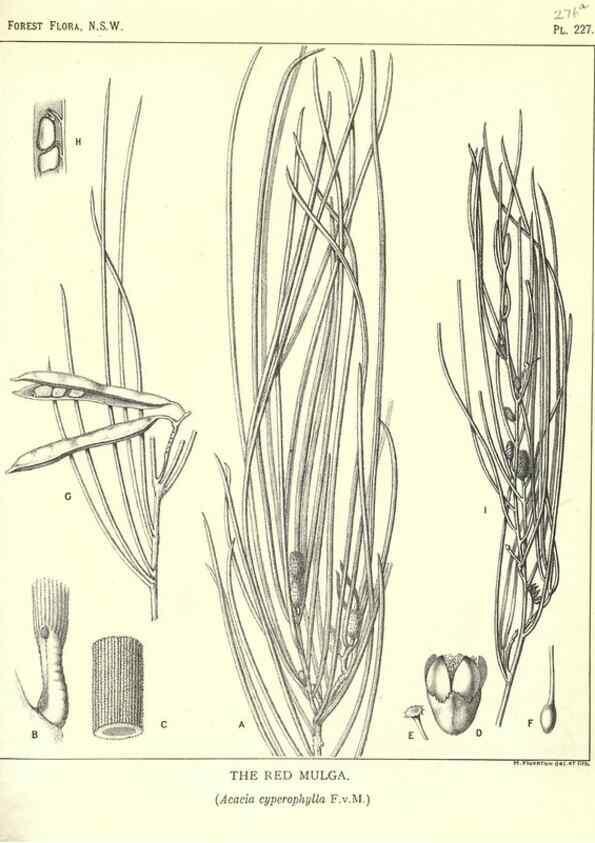 Reproducción/Reproduction 46016620675: The forest flora of New South Wales /. Sydney :W. A. Gullick,1902-1925.. 