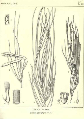 Reproducción/Reproduction 46016620675: The forest flora of New South Wales /. Sydney :W. A. Gullick,1902-1925.. 