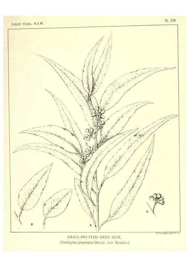 Reproducción/Reproduction 39966214533: The forest flora of New South Wales /. Sydney :W. A. Gullick,1902-1925.. 