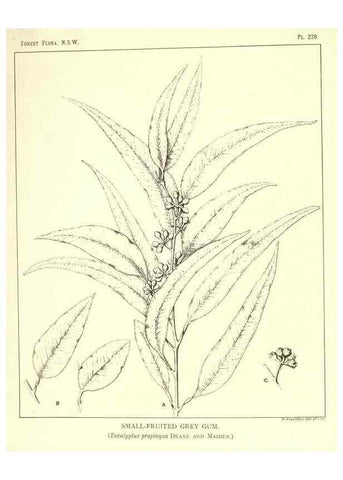 Reproducción/Reproduction 39966214533: The forest flora of New South Wales /. Sydney :W. A. Gullick,1902-1925.. 