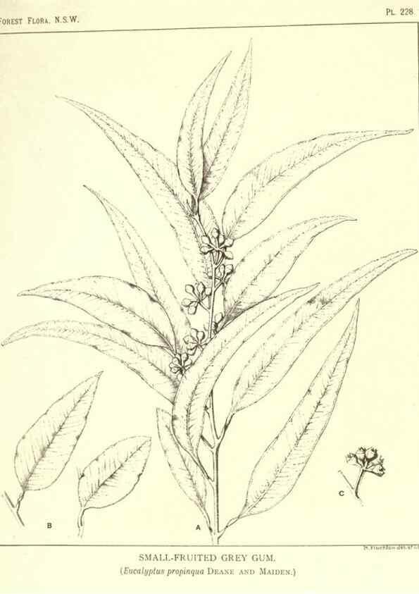 Reproducción/Reproduction 39966214533: The forest flora of New South Wales /. Sydney :W. A. Gullick,1902-1925.. 