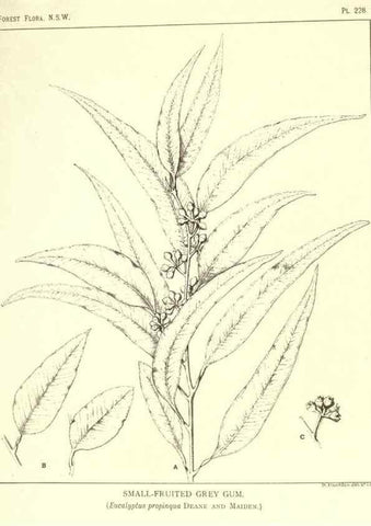 Reproducción/Reproduction 39966214533: The forest flora of New South Wales /. Sydney :W. A. Gullick,1902-1925.. 