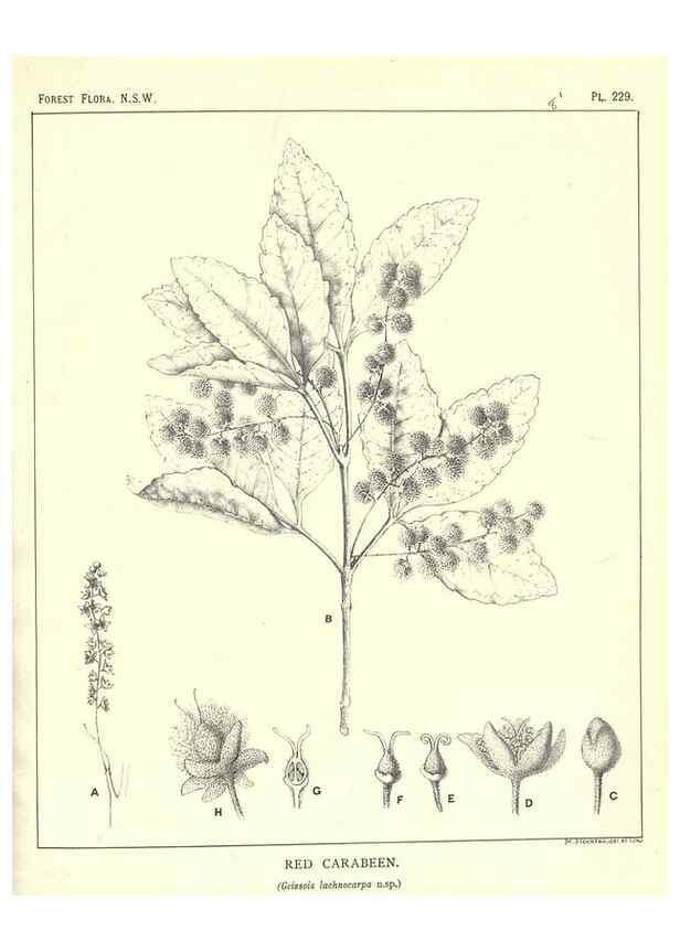 Reproducción/Reproduction 46878497082: The forest flora of New South Wales /. Sydney :W. A. Gullick,1902-1925.. 
