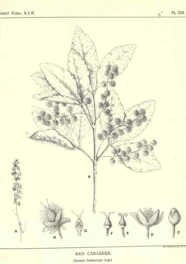 Reproducción/Reproduction 46878497082: The forest flora of New South Wales /. Sydney :W. A. Gullick,1902-1925.. 