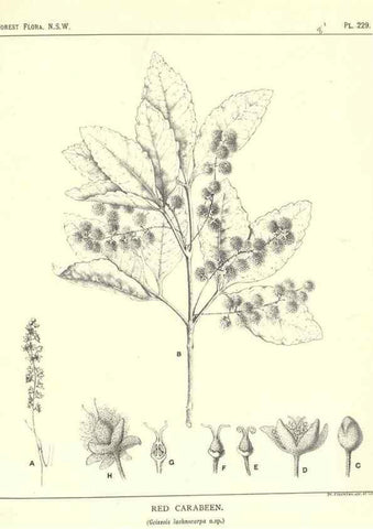Reproducción/Reproduction 46878497082: The forest flora of New South Wales /. Sydney :W. A. Gullick,1902-1925.. 
