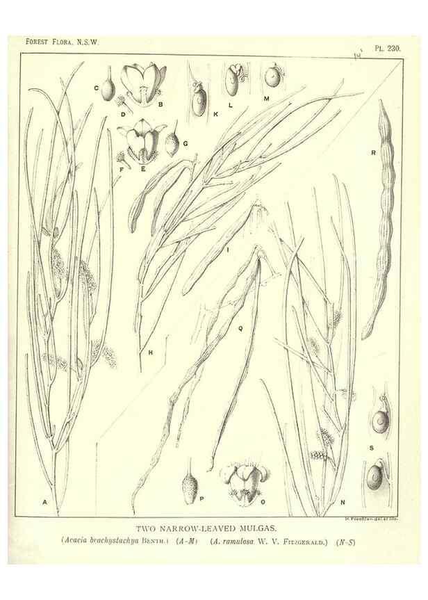 Reproducción/Reproduction 46878497392: The forest flora of New South Wales /. Sydney :W. A. Gullick,1902-1925.. 