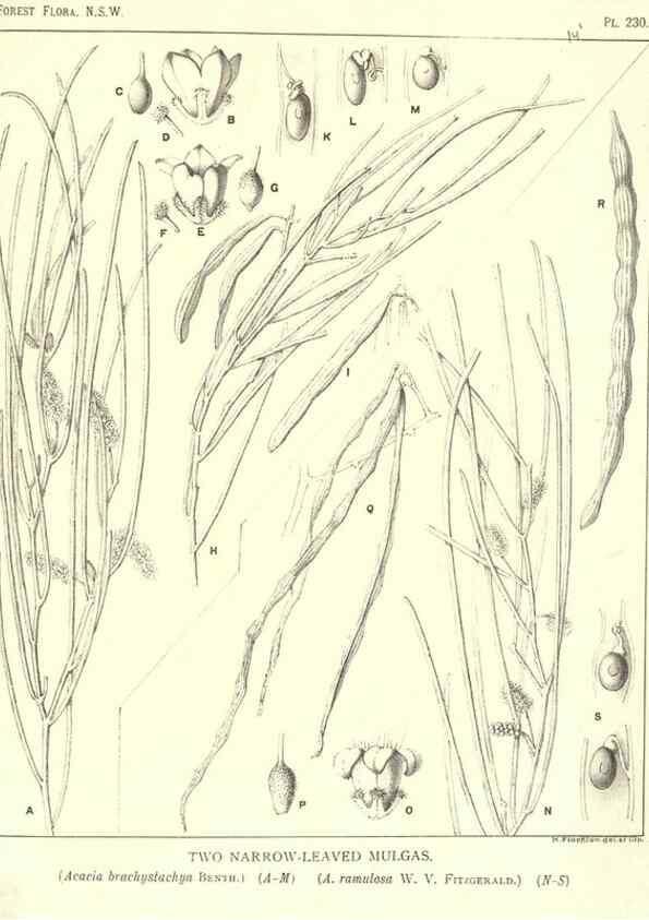 Reproducción/Reproduction 46878497392: The forest flora of New South Wales /. Sydney :W. A. Gullick,1902-1925.. 