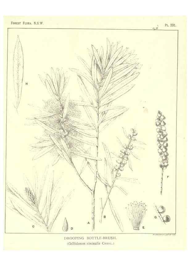 Reproducción/Reproduction 46016659675: The forest flora of New South Wales /. Sydney :W. A. Gullick,1902-1925.. 