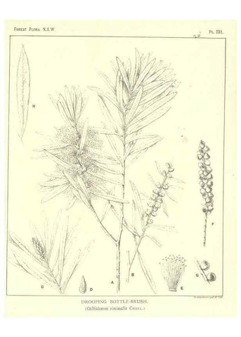 Reproducción/Reproduction 46016659675: The forest flora of New South Wales /. Sydney :W. A. Gullick,1902-1925.. 