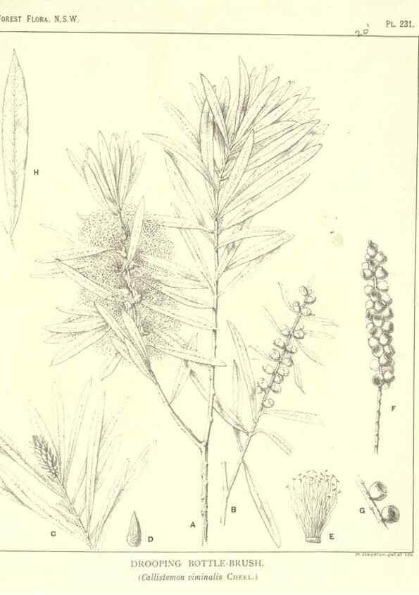 Reproducción/Reproduction 46016659675: The forest flora of New South Wales /. Sydney :W. A. Gullick,1902-1925.. 