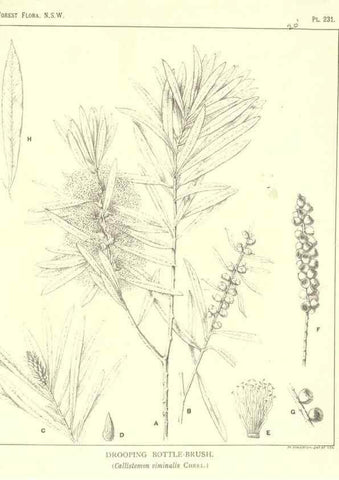 Reproducción/Reproduction 46016659675: The forest flora of New South Wales /. Sydney :W. A. Gullick,1902-1925.. 
