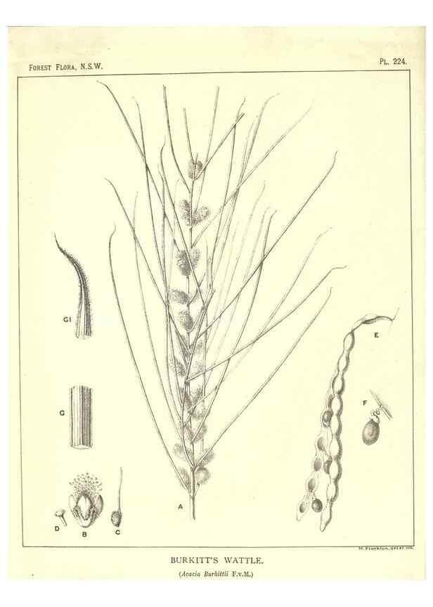 Reproducción/Reproduction 46016617025: The forest flora of New South Wales /. Sydney :W. A. Gullick,1902-1925.. 
