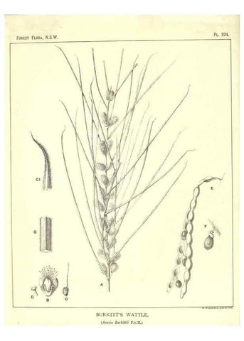 Reproducción/Reproduction 46016617025: The forest flora of New South Wales /. Sydney :W. A. Gullick,1902-1925.. 