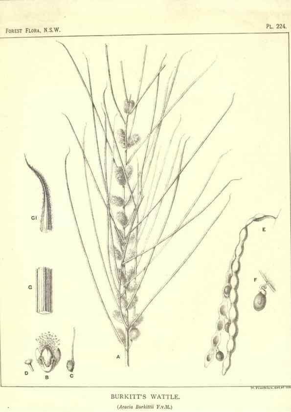 Reproducción/Reproduction 46016617025: The forest flora of New South Wales /. Sydney :W. A. Gullick,1902-1925.. 