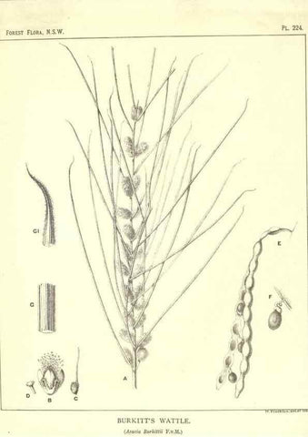 Reproducción/Reproduction 46016617025: The forest flora of New South Wales /. Sydney :W. A. Gullick,1902-1925.. 