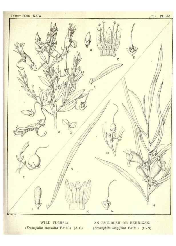 Reproducción/Reproduction 46206035344: The forest flora of New South Wales /. Sydney :W. A. Gullick,1902-1925.. 