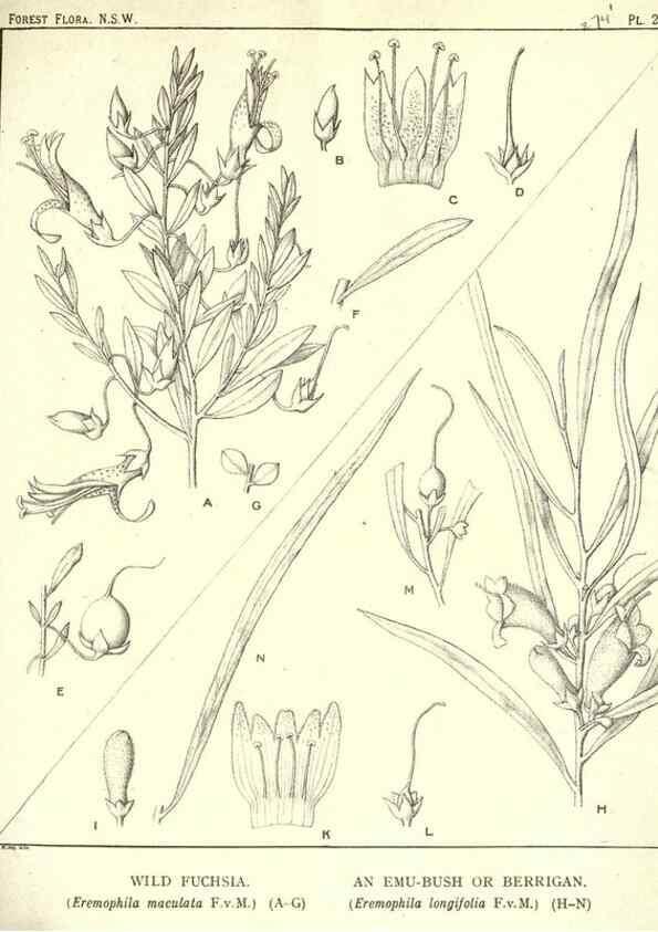 Reproducción/Reproduction 46206035344: The forest flora of New South Wales /. Sydney :W. A. Gullick,1902-1925.. 