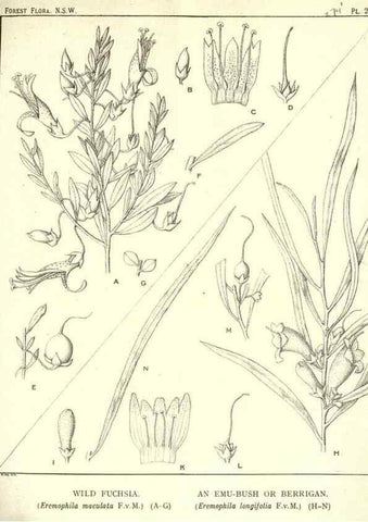 Reproducción/Reproduction 46206035344: The forest flora of New South Wales /. Sydney :W. A. Gullick,1902-1925.. 