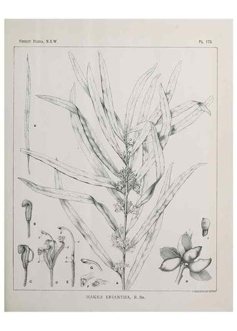Reproducción/Reproduction 46016564805: The forest flora of New South Wales /. Sydney :W. A. Gullick,1902-1925.. 