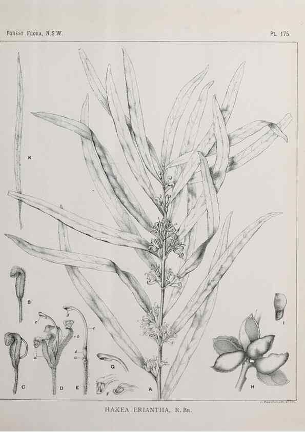 Reproducción/Reproduction 46016564805: The forest flora of New South Wales /. Sydney :W. A. Gullick,1902-1925.. 