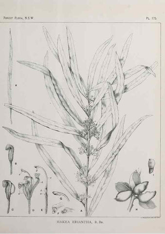 Reproducción/Reproduction 46016564805: The forest flora of New South Wales /. Sydney :W. A. Gullick,1902-1925.. 