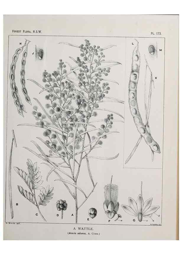 Reproducción/Reproduction 46878374022: The forest flora of New South Wales /. Sydney :W. A. Gullick,1902-1925.. 