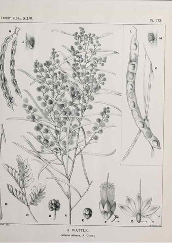 Reproducción/Reproduction 46878374022: The forest flora of New South Wales /. Sydney :W. A. Gullick,1902-1925.. 