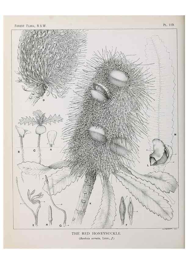 Reproducción/Reproduction 33055050698: The forest flora of New South Wales /. Sydney :W. A. Gullick,1902-1925.. 