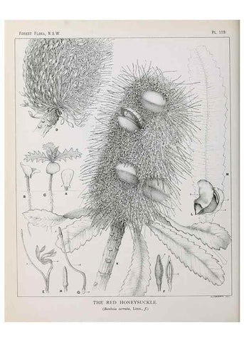 Reproducción/Reproduction 33055050698: The forest flora of New South Wales /. Sydney :W. A. Gullick,1902-1925.. 