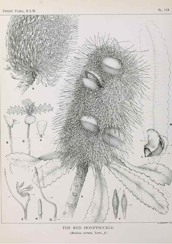 Reproducción/Reproduction 33055050698: The forest flora of New South Wales /. Sydney :W. A. Gullick,1902-1925.. 